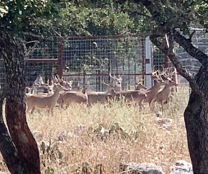 deer
