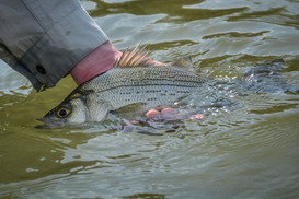 Picture of a White Bass