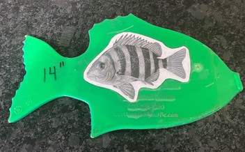 picture of a backyard bass with a picture of a specific fish species